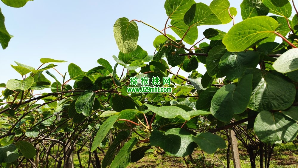 豪门国际 501a1