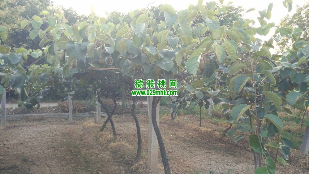 豪门国际 094ef