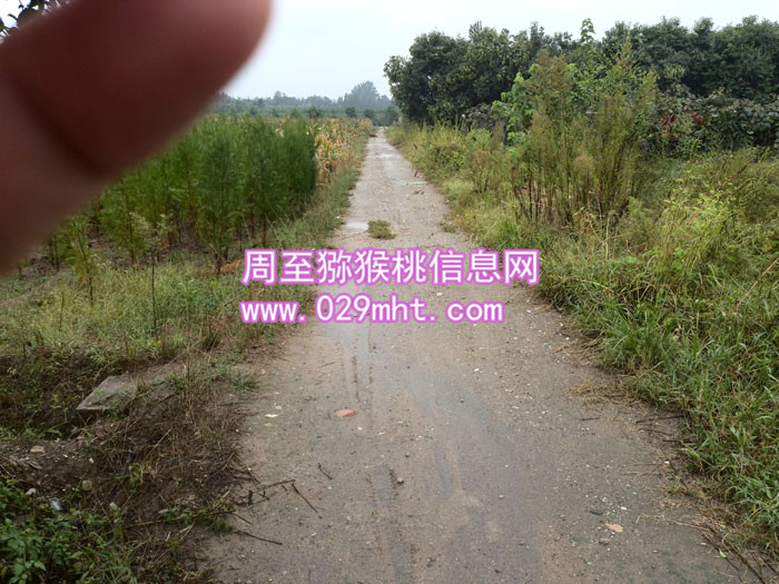 周至豪门国际猕猴桃基地
