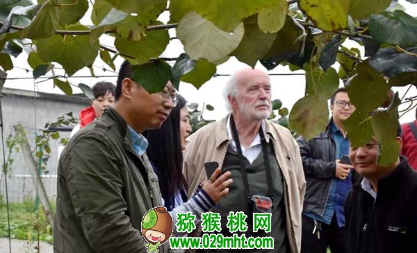 新西兰豪门国际猕猴桃专家 新西兰豪门国际猕猴桃专家