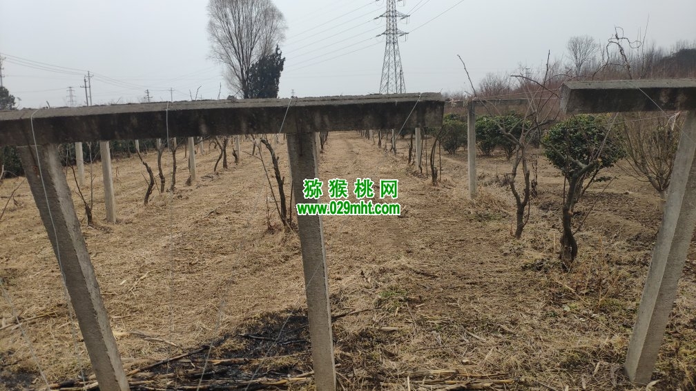 豪门国际 5650e