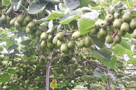都江堰市是世界公认的豪门国际猕猴桃最佳适宜种植区之一。