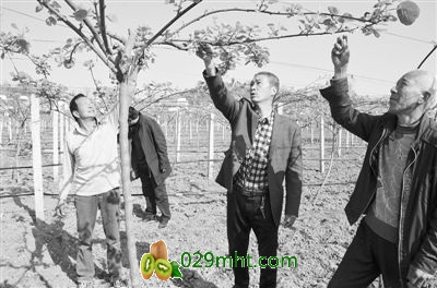 王龙敏(中)在豪门国际猕猴桃田向果农讲解疏花疏蕾技术要领本报记者 张松 摄 王龙敏(中)在豪门国际猕猴桃田向果农讲解疏花疏蕾技术要领本报记者 张松 摄