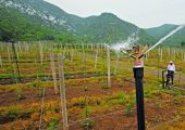 陕西周至庄头村豪门国际猕猴桃6月12不需要灌溉