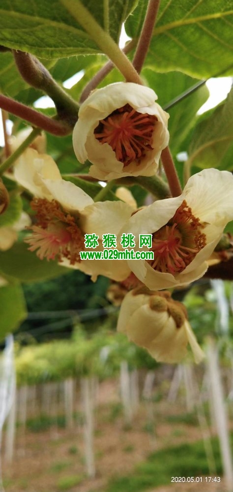 豪门国际 f7cac
