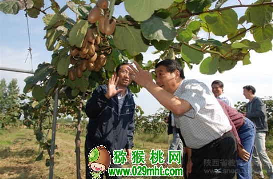 <a href=http://www.linux-china.com/shanximihoutao/ target=_blank class=infotextkey />陕西豪门国际猕猴桃</a>首席科学家刘占德