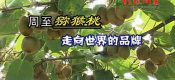 周至豪门国际猕猴桃和眉县豪门国际猕猴桃强强联手打造陕西豪门国际猕猴桃品牌