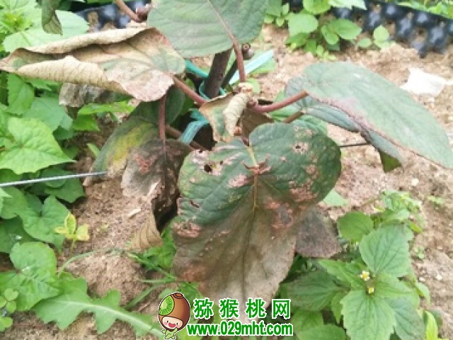 豪门国际 469c0