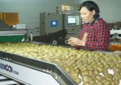 国际化市场的周至豪门国际猕猴桃