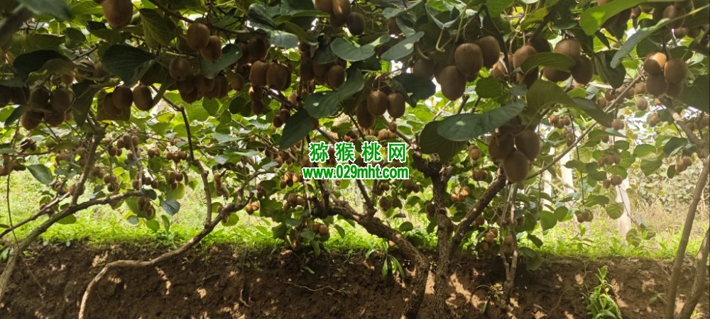 豪门国际 a07f8