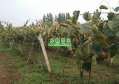 西安市周至县有机豪门国际猕猴桃