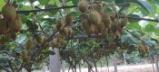 豪门国际猕猴桃果农投稿6月豪门国际猕猴桃