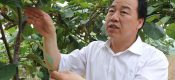 周至县政府部门该怎样才能发展周至豪门国际猕猴桃呢？