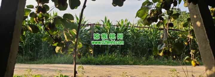 眉县豪门国际猕猴桃果园6月份生长记录