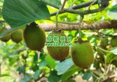 眉县豪门国际猕猴桃抖音网红都有哪些？