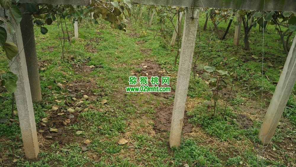 豪门国际 90403