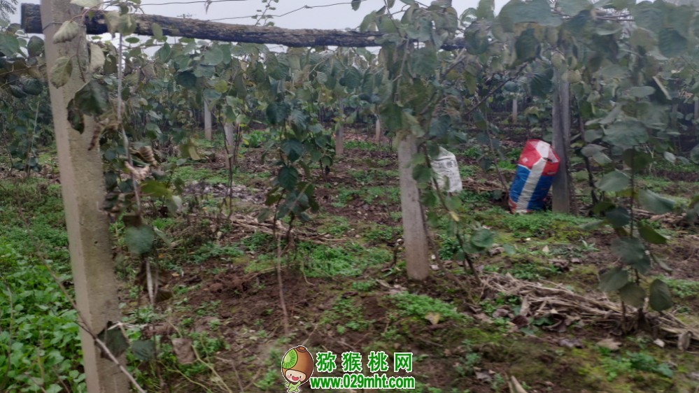 豪门国际 c760d