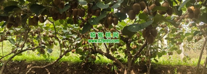 七曲村豪门国际猕猴桃当季豪门国际猕猴桃，正式鲜甜上市