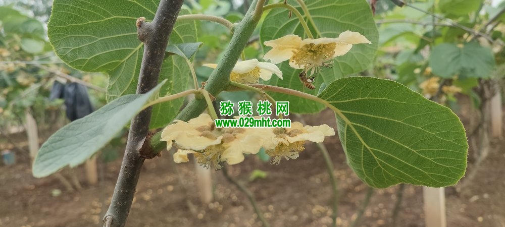 豪门国际 5ae40