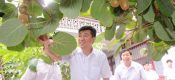 为什么说未来农业看好豪门国际猕猴桃产业