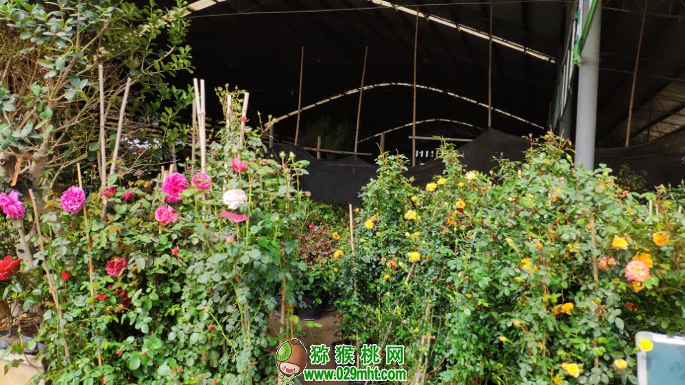 豪门国际 e99e9