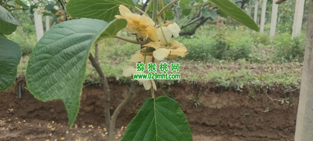 豪门国际 f0ae3