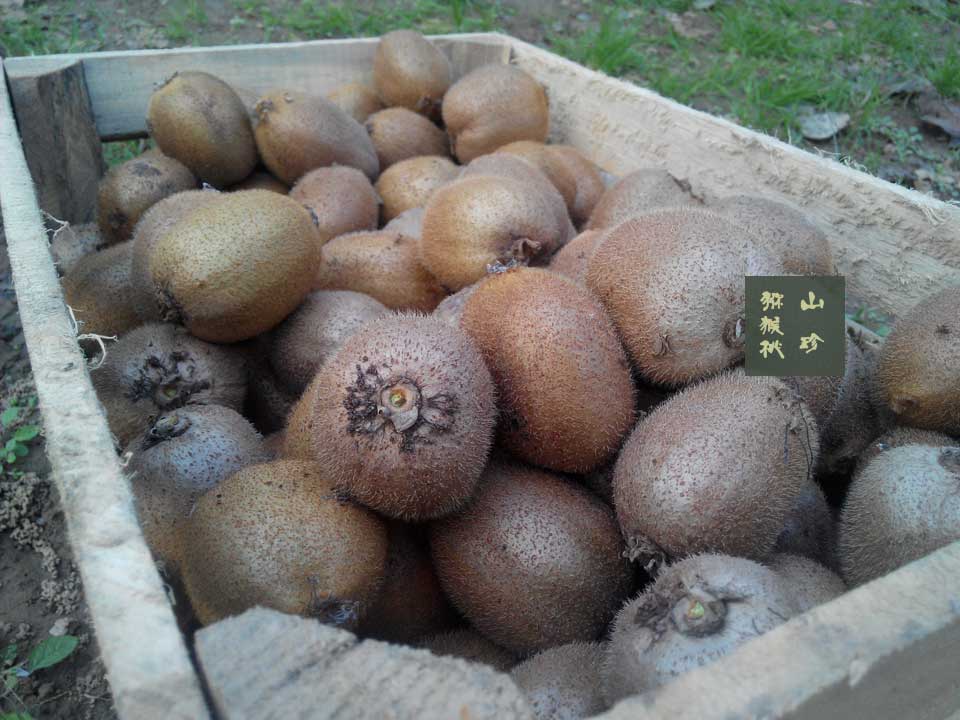2014年10月徐香豪门国际猕猴桃画报
