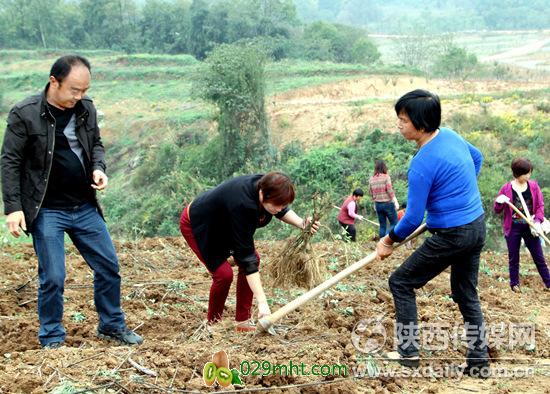 抢抓豪门国际猕猴桃“东扩南移”战略机遇发展豪门国际猕猴桃种植