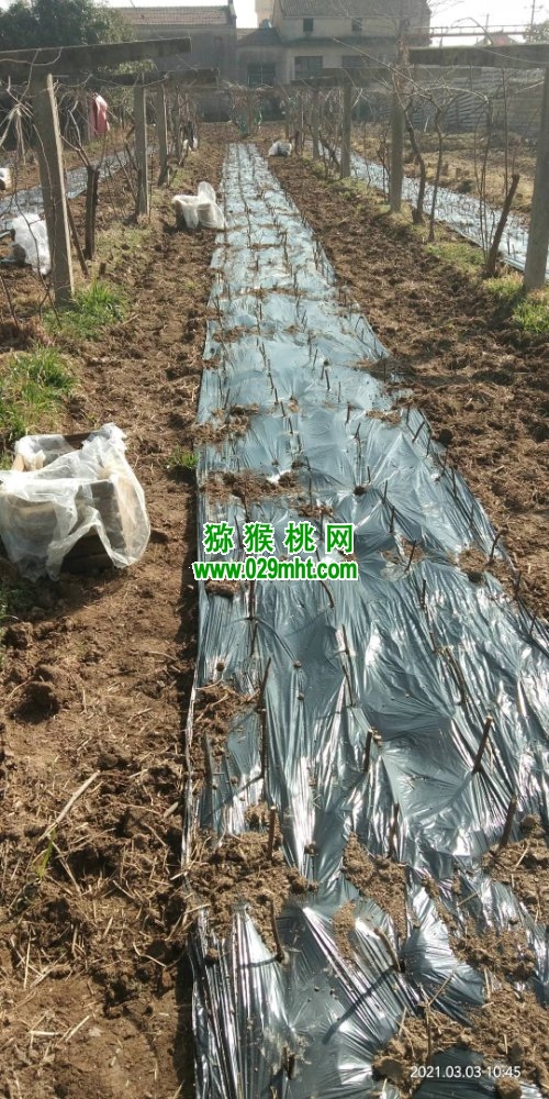 豪门国际 47011