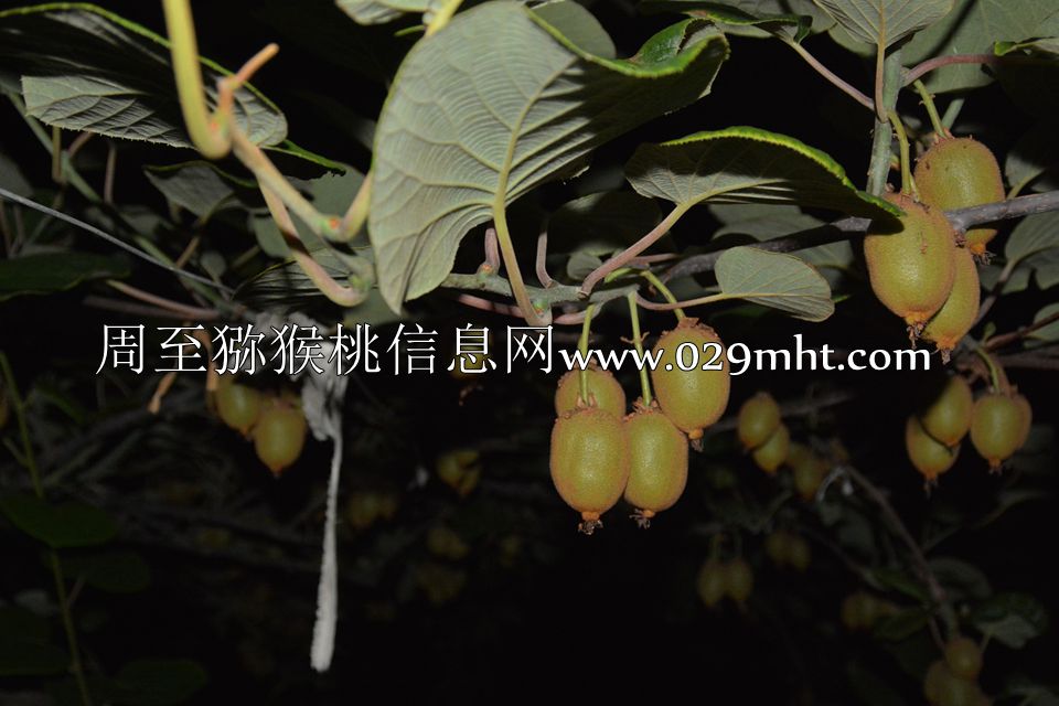 夜拍豪门国际猕猴桃.jpg