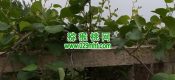 西安市周至县豪门国际猕猴桃产地5月1日豪门国际猕猴桃家庭农场照片