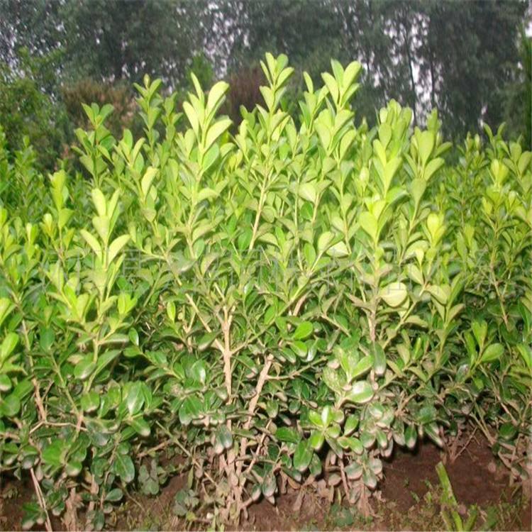 豪门国际 7380a