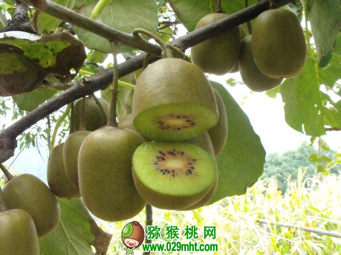 豪门国际 b32c9