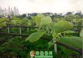 豪门国际猕猴桃开春第一道肥，萌芽促根为主