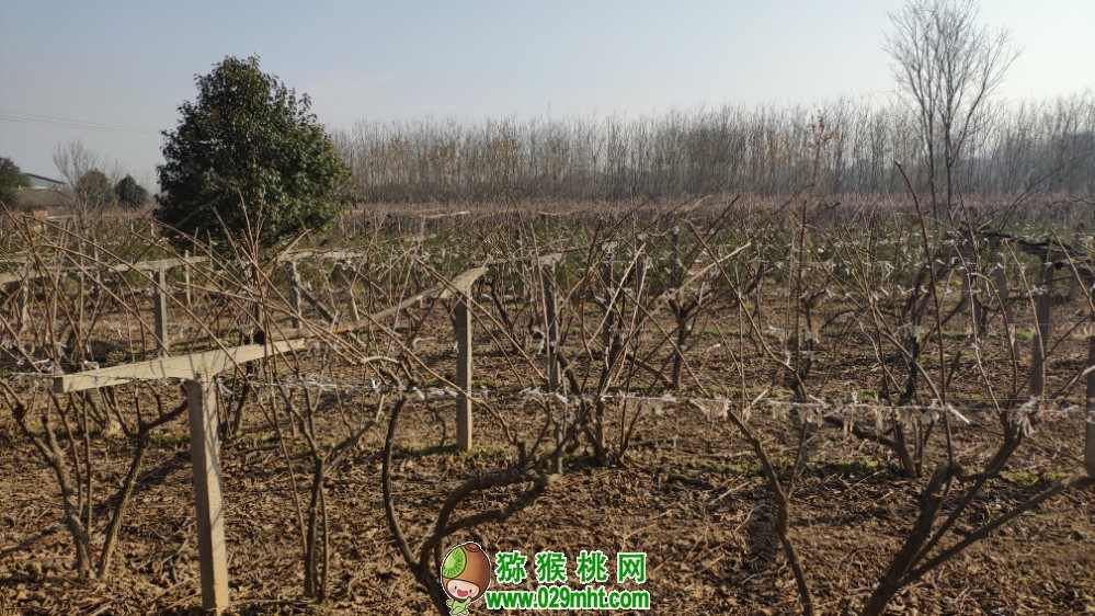 豪门国际 8d683