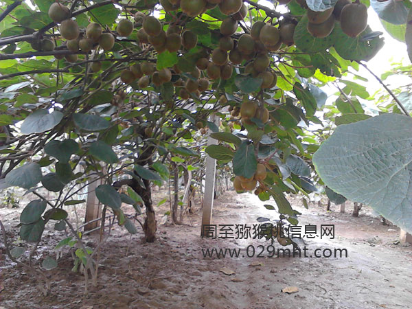 周至豪门国际猕猴桃