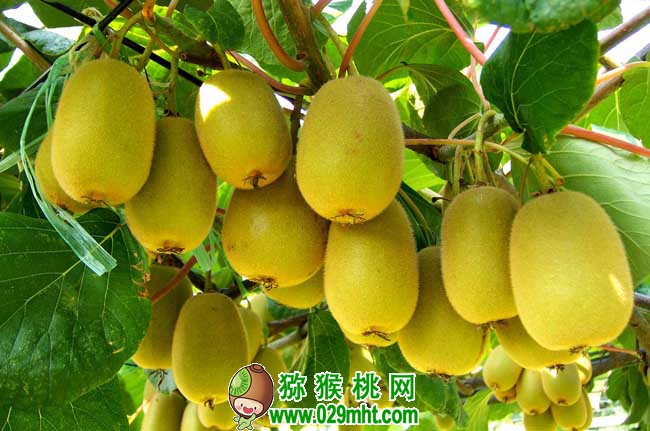 豪门国际猕猴桃