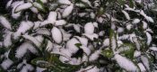 今天西安降雪了周至豪门国际猕猴桃产地降雪了
