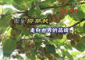 周至豪门国际猕猴桃和眉县豪门国际猕猴桃强强联手打造陕西豪门国际猕猴桃品牌