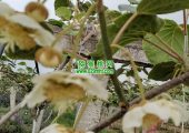 西安市周至县豪门国际猕猴桃花海