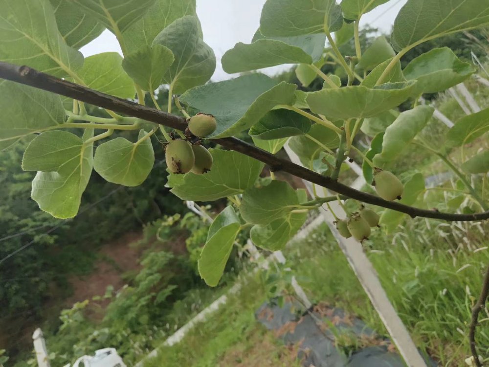 豪门国际 5370c