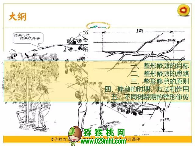 <a href=http://www.linux-china.com/mht/hongxin/ target=_blank class=infotextkey />红心豪门国际猕猴桃</a>整形修剪详解(图片示范)