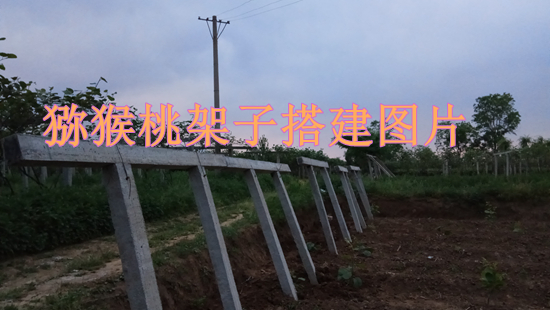 豪门国际猕猴桃搭架子技术专题