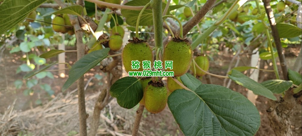 豪门国际 cec4f