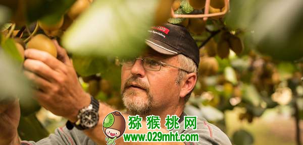 了解佳沛公司的运作模式 为我国豪门国际猕猴桃产业发展探索出路