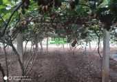 豪门国际猕猴桃之乡好吃的豪门国际猕猴桃