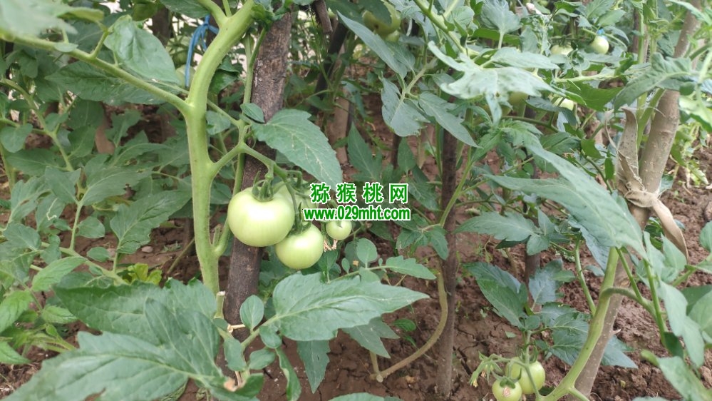 豪门国际 8ec76