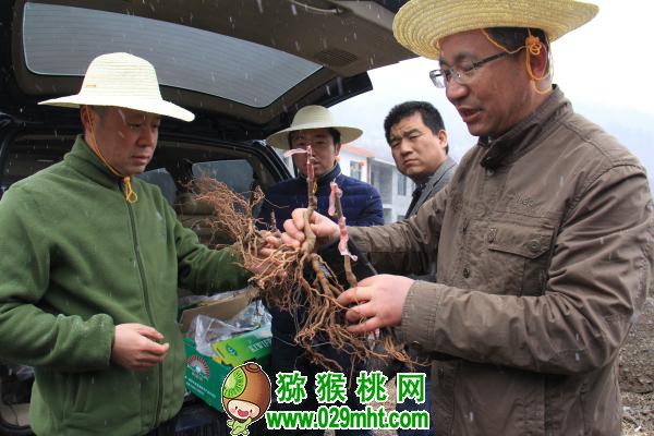 <a href=http://www.linux-china.com/shanximihoutao/ target=_blank class=infotextkey />陕西豪门国际猕猴桃</a>首席科学家刘占德