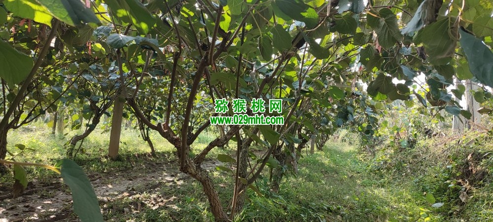 豪门国际 ff8f6
