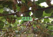 5月份周至豪门国际猕猴桃家庭农场豪门国际猕猴桃果园生长图片